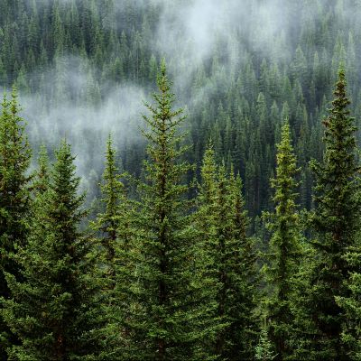 Legal & Communications Contributor